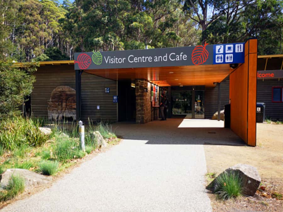 From Hobart: Mt. Field National Park and Russell Falls - Salmon Ponds: Fish feeding plus a calm morning tea in English-style parklands