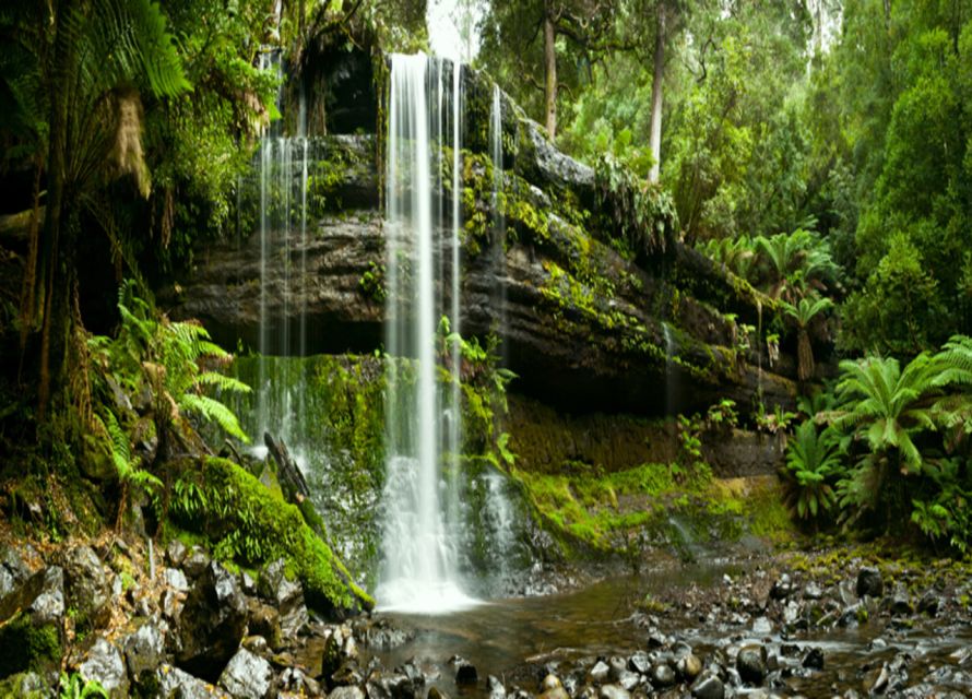 From Hobart: Mt. Field National Park and Russell Falls - Mt. Field National Park: Tall Trees Walk and the rainforest canopy effect