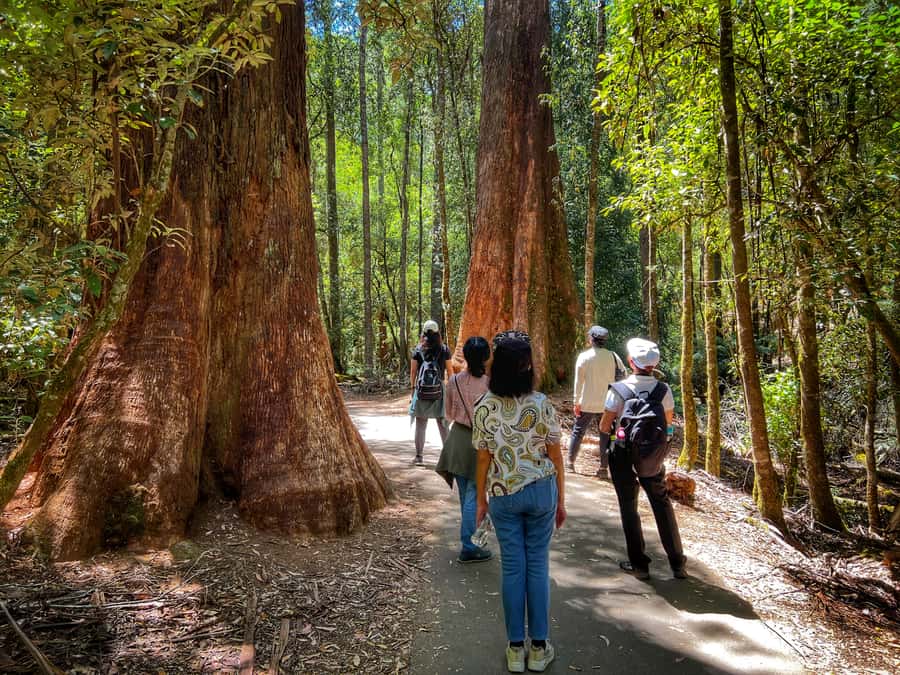 From Hobart: Mt. Field National Park and Russell Falls - Value and price: what you’re really buying for $127