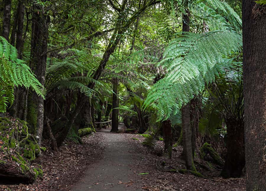 From Hobart: Mt. Field National Park and Russell Falls - Logistics that can make or break your day