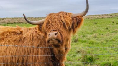 From Inverness: Cawdor Castle and Cairngorms National Park - Cawdor Castle halls and gardens: where the time actually feels useful