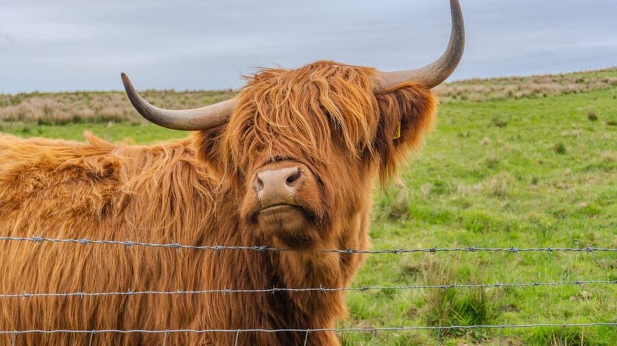 From Inverness: Cawdor Castle and Cairngorms National Park - Cawdor Castle halls and gardens: where the time actually feels useful