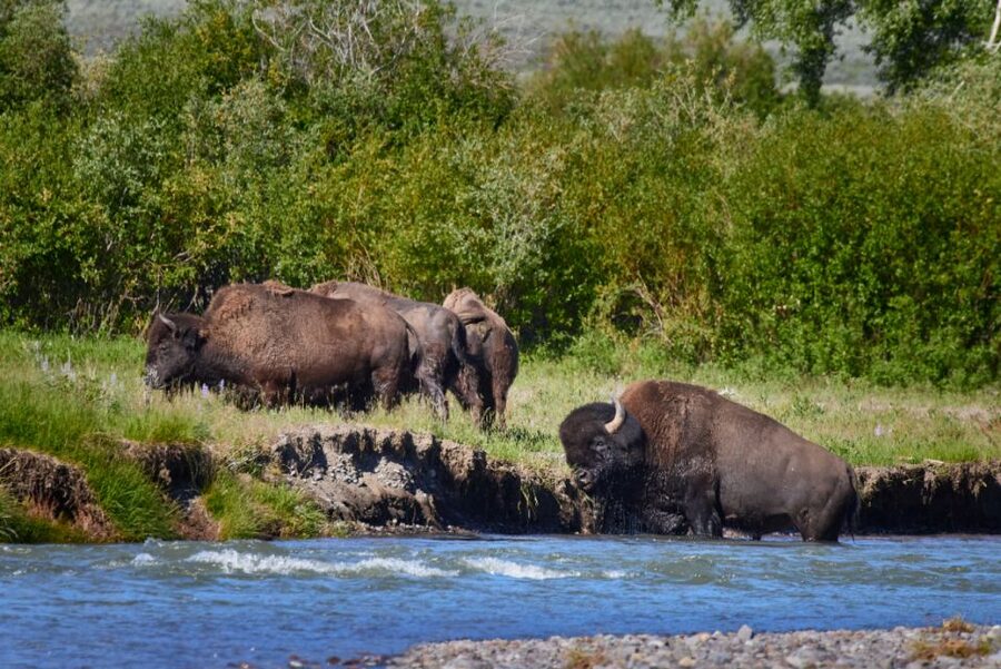 From Jackson: Half-Day Grand Teton National Park Tour - Key things you’ll notice right away