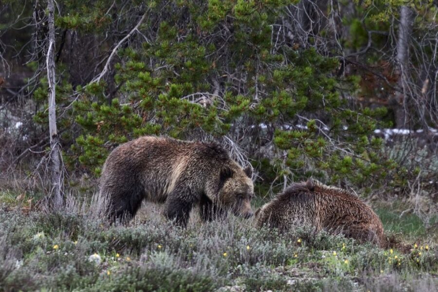 From Jackson: Half-Day Grand Teton National Park Tour - Who this half-day Grand Teton tour is best for