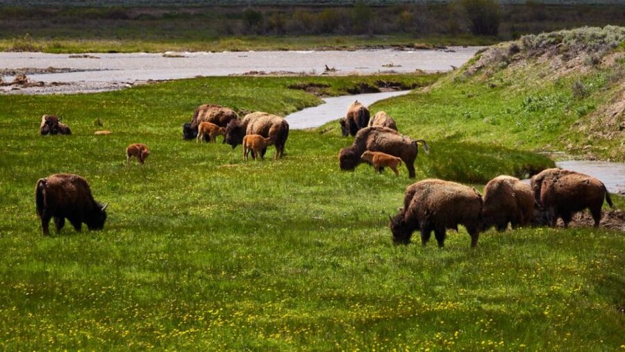From Jackson: Half-Day Grand Teton National Park Tour - Jackson Lake and Willow Flats: big water views with wildlife potential
