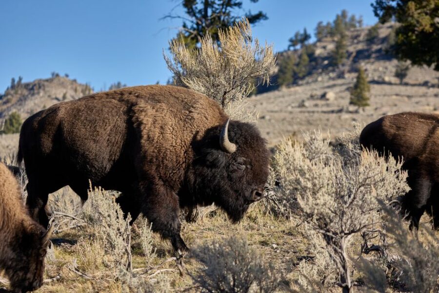 From Jackson: Half-Day Grand Teton National Park Tour - Oxbow Bend and Elk Ranch Flats: your best shot at turning distance into detail