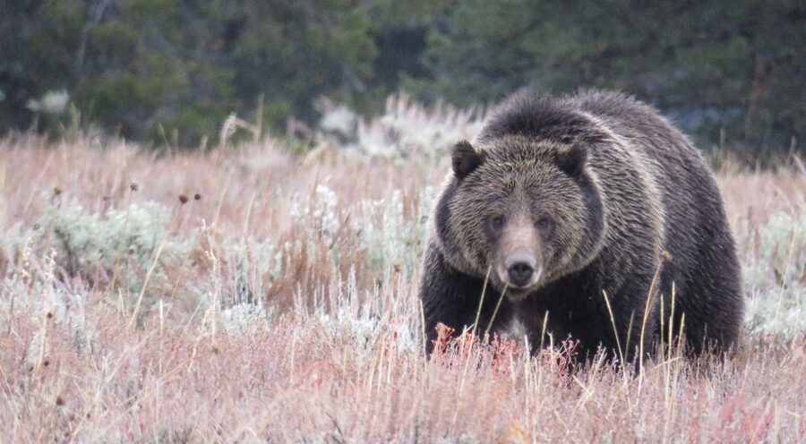 From Jackson Hole: Grand Teton National Park Sunrise Tour - Key highlights that make this sunrise tour worth it