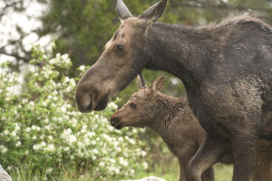 From Jackson Hole: Grand Teton National Park Sunrise Tour - Elk Ranch and creeks: where wildlife watching becomes the point
