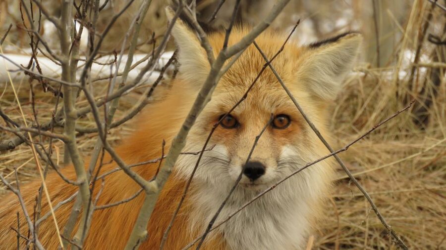 From Jackson Hole: Grand Teton National Park Sunrise Tour - How your guide helps you spot animals instead of just looking