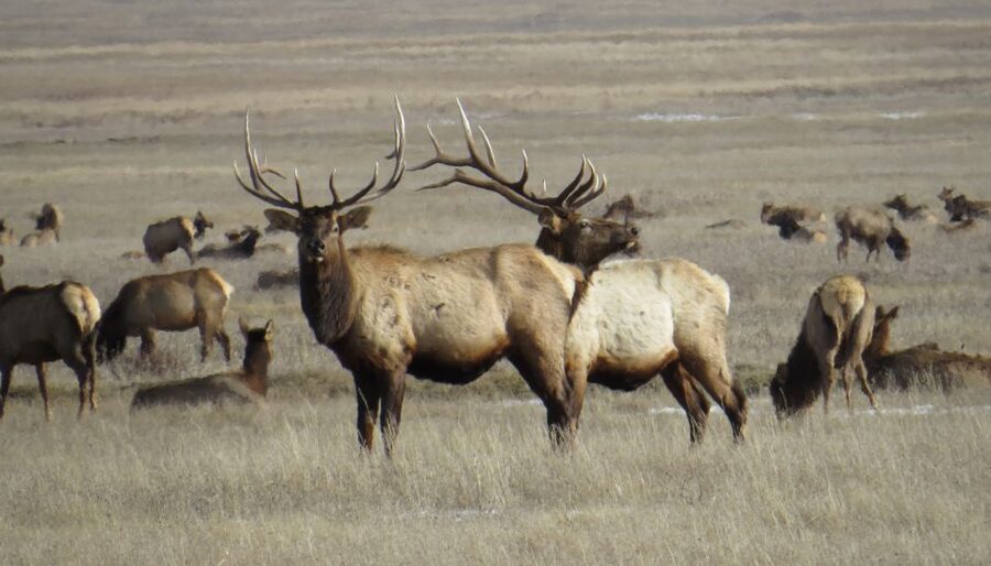 From Jackson Hole: Grand Teton National Park Sunrise Tour - Included meals and park access: what $189 really covers