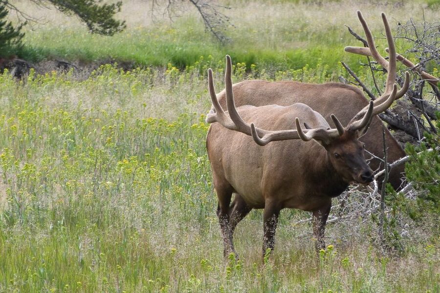 From Jackson: Yellowstone National Park Day Trip with Lunch - Hayden Valley: Wildlife Watching With Real Odds