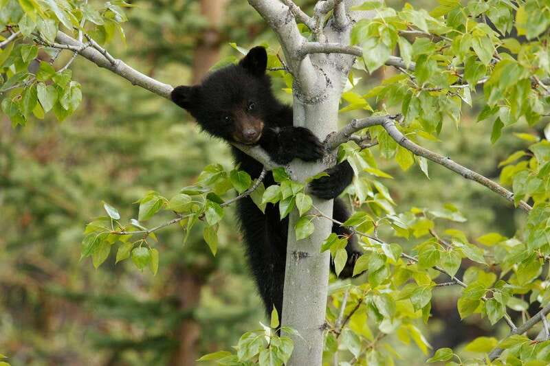 From Jasper: Jasper National Park Wildlife Discovery Tour - Weather, Timing, and the Best Way to Manage Expectations