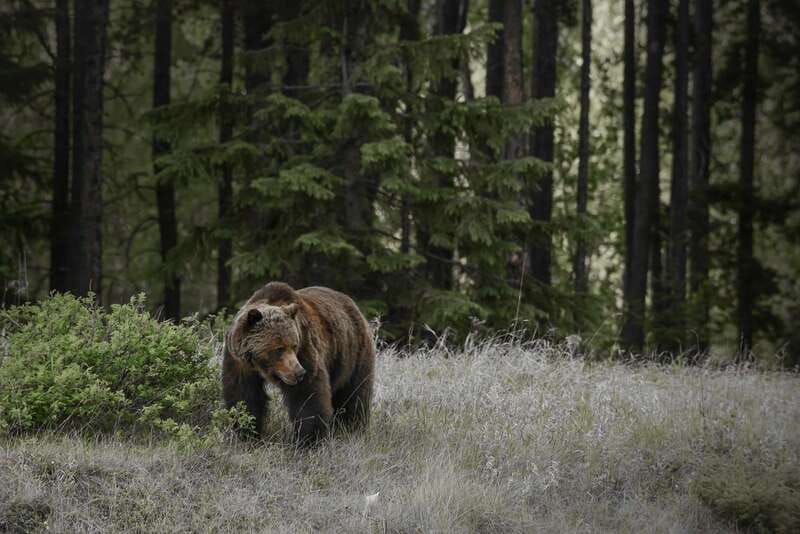From Jasper: Jasper National Park Wildlife Discovery Tour - A 3.5-Hour Jasper Wildlife Drive With a Local Eye