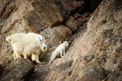 From Jasper: Jasper National Park Wildlife Discovery Tour - Pickup, Vehicle Time, and the Reality of Minimal Walking