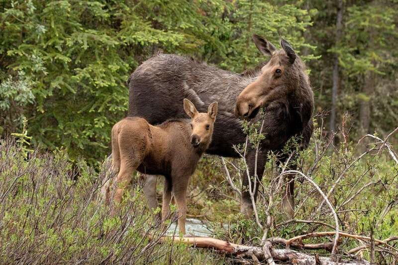From Jasper: Jasper National Park Wildlife Discovery Tour - Wildlife Spotting: How the Guide Improves Your Odds (Without Promising Results)