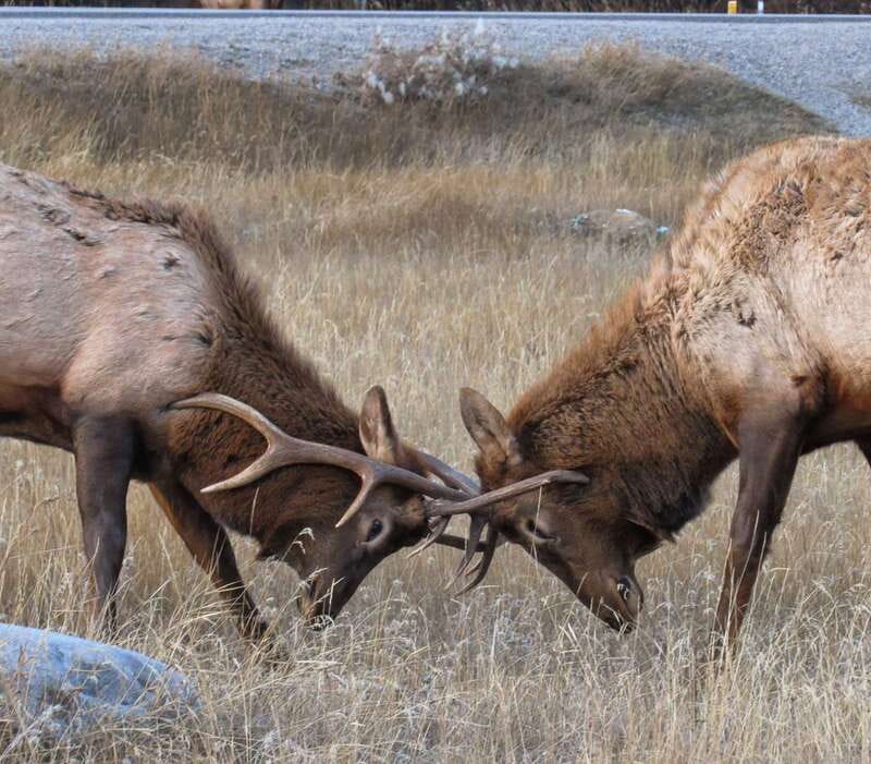 From Jasper: Jasper National Park Wildlife Discovery Tour - Binoculars and Photo Strategy: Seeing More Without Chasing