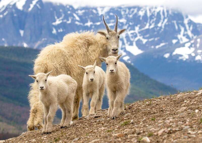 From Jasper: Jasper National Park Wildlife Discovery Tour - The Scenery Part: Views, Timing, and Why Driving Changes the Experience