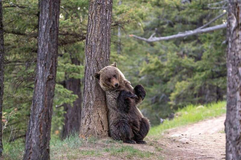 From Jasper: Jasper National Park Wildlife Discovery Tour - Price and Value: What $66 Buys You (and What It Doesn’t)
