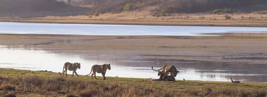 From Johannesburg: Pilanesberg National Park Safari - Johannesburg Pickup and the Air-Conditioned Drive North West