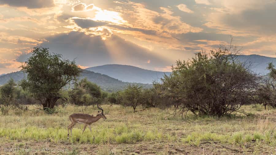 From Johannesburg: Pilanesberg National Park Safari - Lunch Timing, Wind, and the Stuff You’ll Be Glad You Packed