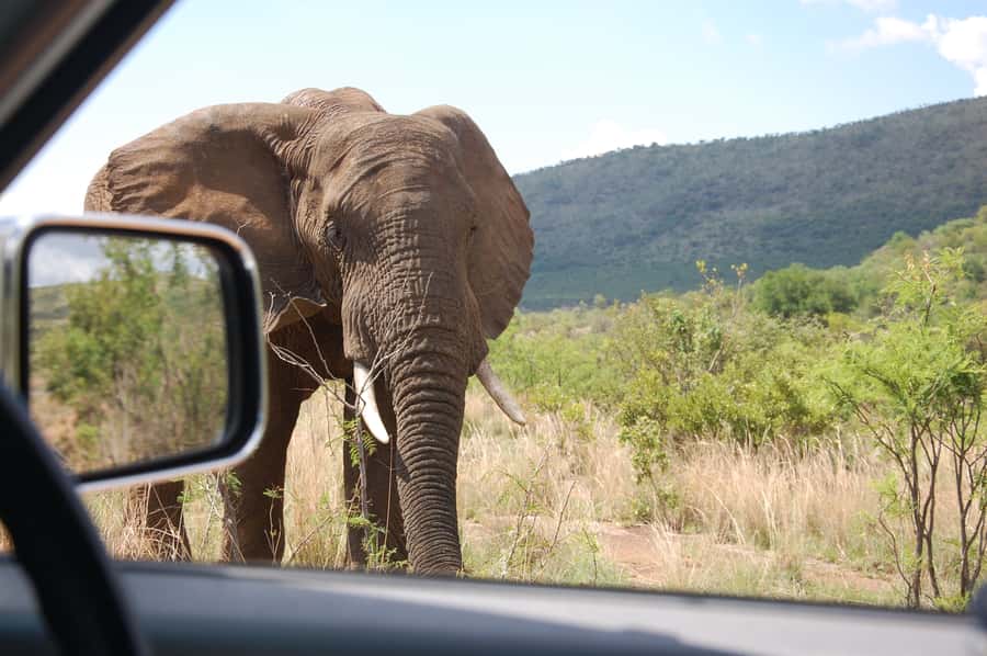 From Johannesburg: Pilanesberg National Park Safari - Price and Value: Is $221 Reasonable for This Setup?
