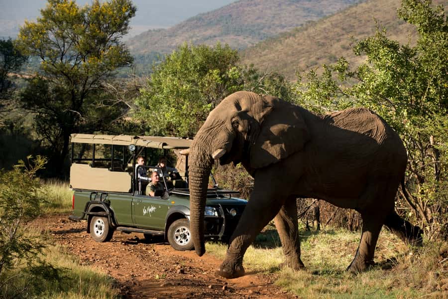 From Johannesburg: Pilanesberg National Park Safari - The Main Event: Your Pilanesberg Game Drive Session