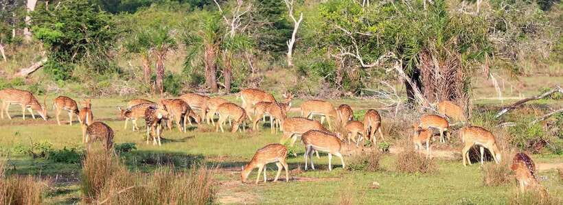 From Kandy: Wilpattu National Park Safari with Hotel Pickup - Villus lakes: the wildlife magnet inside the park