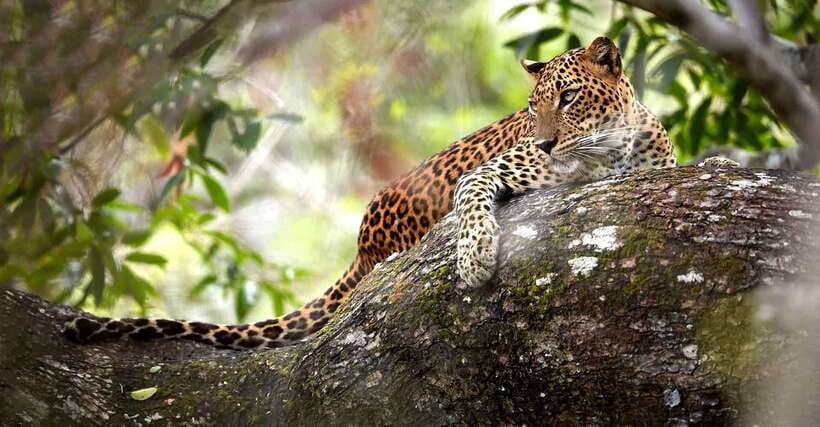 From Kandy: Wilpattu National Park Safari with Hotel Pickup - Price and value: what $98 covers, and what you should budget for