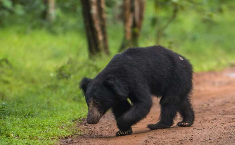From Kandy: Wilpattu National Park Safari with Hotel Pickup - Entering Wilpattu: what your jeep drive is really like