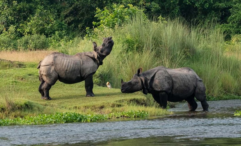From Kathmandu/Pokhara: 3-Day Chitwan National Park Tour - Key reasons this Chitwan tour is worth your time