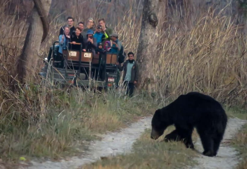 From Kathmandu/Pokhara: 3-Day Chitwan National Park Tour - Chitwan from Sauraha: the practical base for wildlife days