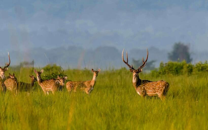 From Kathmandu/Pokhara: 3-Day Chitwan National Park Tour - Day 1: the ride in, check-in, sunset viewing, and Tharu culture