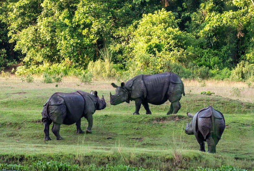 From Kathmandu/Pokhara: 3-Day Chitwan National Park Tour - Day 2 is the big one: canoe, jungle walk, baby elephants, then jeep safari