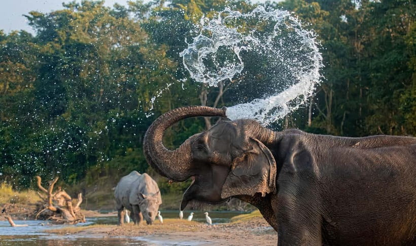 From Kathmandu/Pokhara: 3-Day Chitwan National Park Tour - Wildlife viewing tips that match this exact schedule