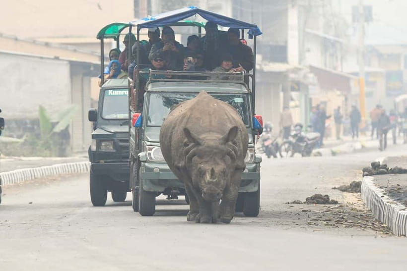 From Kathmandu/Pokhara: 3-Day Chitwan National Park Tour - Transfers, guides, and small-group pacing