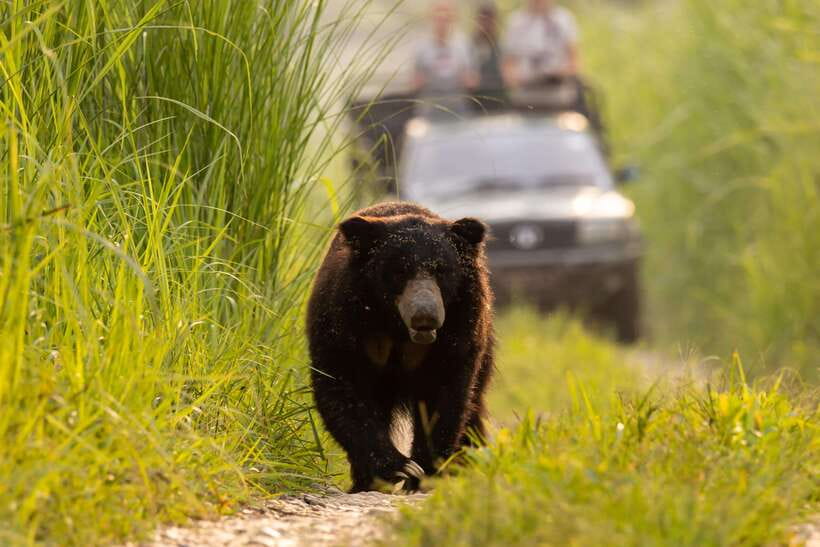 From Kathmandu/Pokhara: 3-Day Chitwan National Park Tour - What to bring, what not to do, and what could slow you down