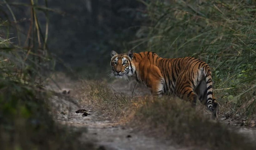 From Kathmandu/Pokhara: 3-Day Chitwan National Park Tour - Should you book this 3-day Chitwan safari?