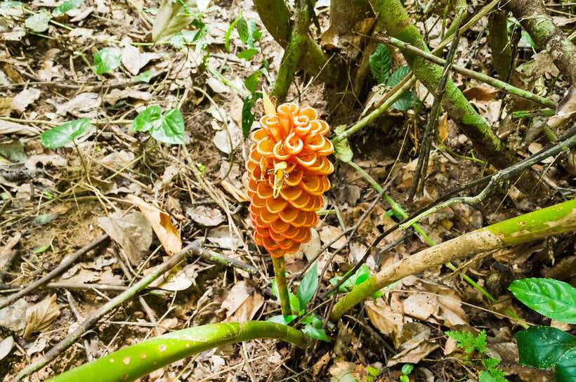 From Kuala Lumpur: Full-Day Taman Negara National Park - Quick hits before you go
