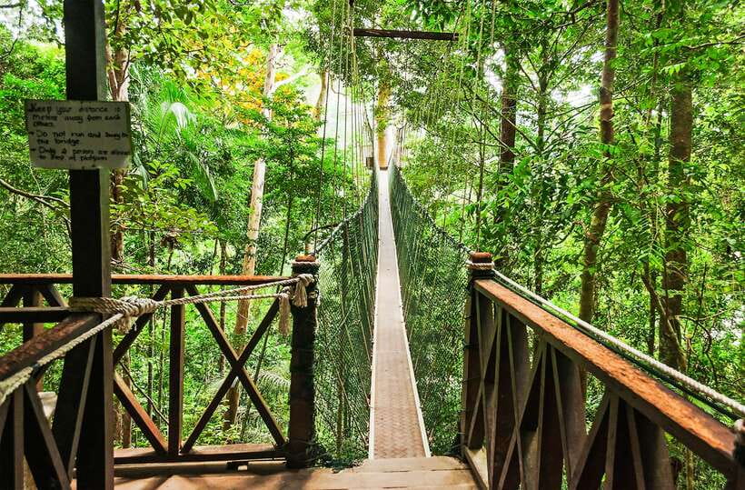 From Kuala Lumpur: Full-Day Taman Negara National Park - Canopy bridge and jungle walk: what to expect when the walkway is open