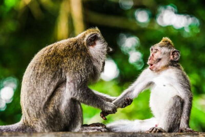 From Kuala Lumpur: Full-Day Taman Negara National Park - Getting to Taman Negara: first stops, photo moments, and meeting your guides