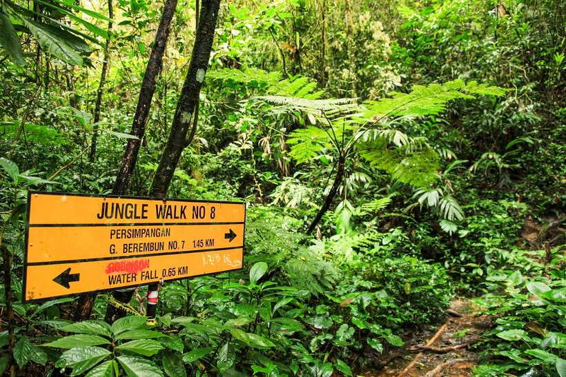 From Kuala Lumpur: Full-Day Taman Negara National Park - Boat rental and rainforest time: the calm between the adrenaline