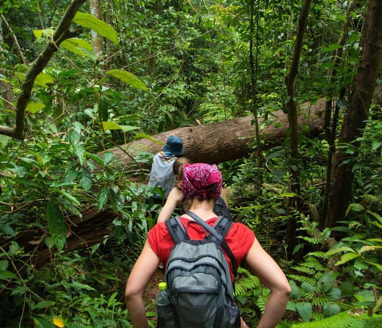 From Kuala Lumpur: Taman Negara National Park Private Tour - The Long Pull From Kuala Lumpur (and why it’s still worth it)