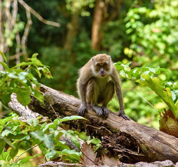 From Kuala Lumpur: Taman Negara National Park Private Tour - Cruising the Tahan River in Private Comfort