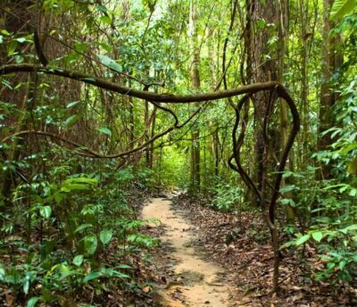 From Kuala Lumpur: Taman Negara National Park Private Tour - Canopy Walkway Views vs Jungle Hike When Repairs Happen