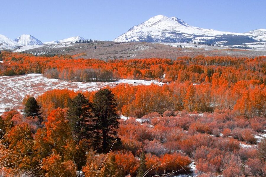 From Lake Tahoe: Yosemite National Park Day Trip with Lunch - Who should book this day trip (and who should skip it)