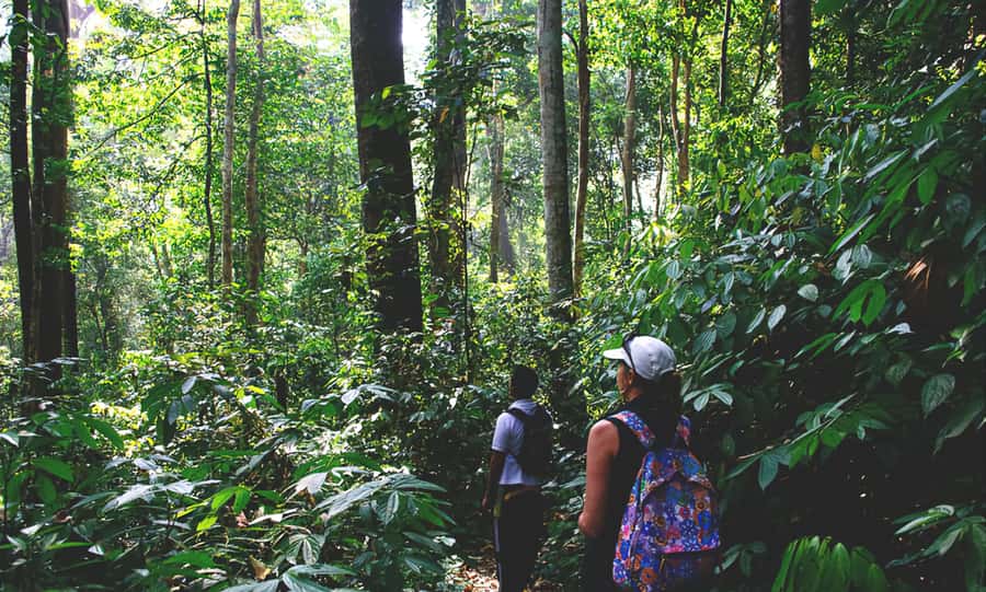 From Medan: Mount Leuser National Park Orang Utan Trip - 6 Things I’d Prioritize on This Orangutan Trip