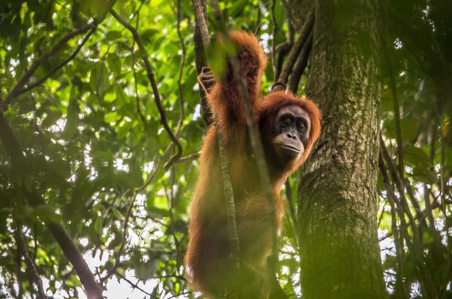 From Medan: Mount Leuser National Park Orang Utan Trip - Mount Leuser Trek: Dense Rainforest, Wildlife, and Muddy Paths