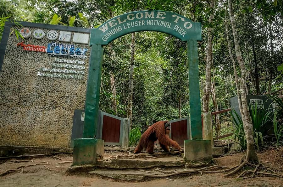 From Medan: Mount Leuser National Park Orang Utan Trip - FAQ