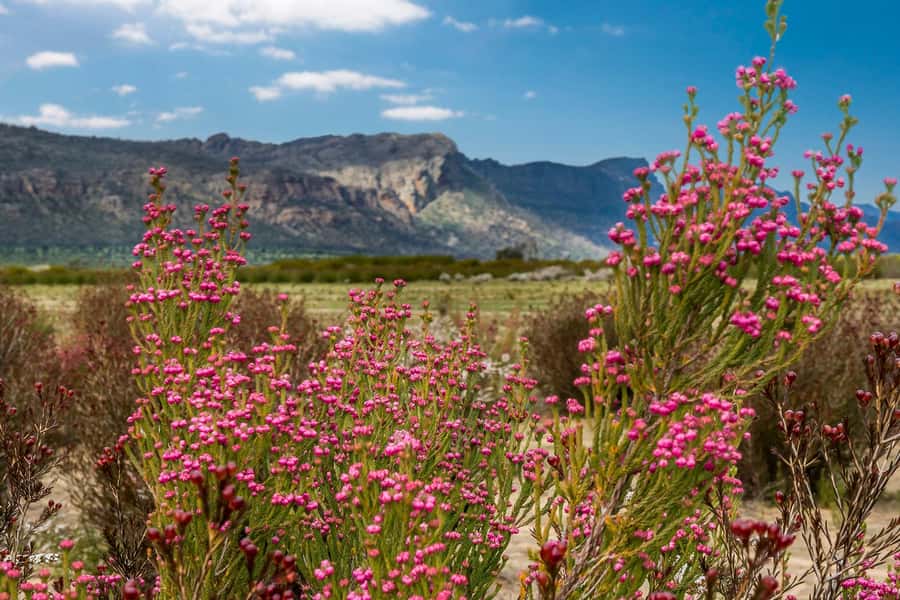 From Melbourne: Grampians National Park & Kangaroos - Who this Grampians day trip suits (and who should skip it)