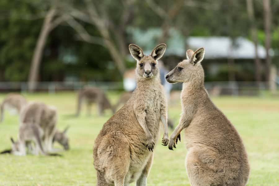 From Melbourne: Grampians National Park & Kangaroos - Brambuk Cultural and Information Centre: learn the land’s six seasons